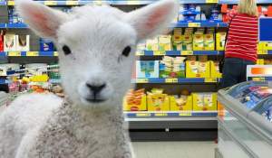 Mielul românesc la galantar înainte de Paşte!