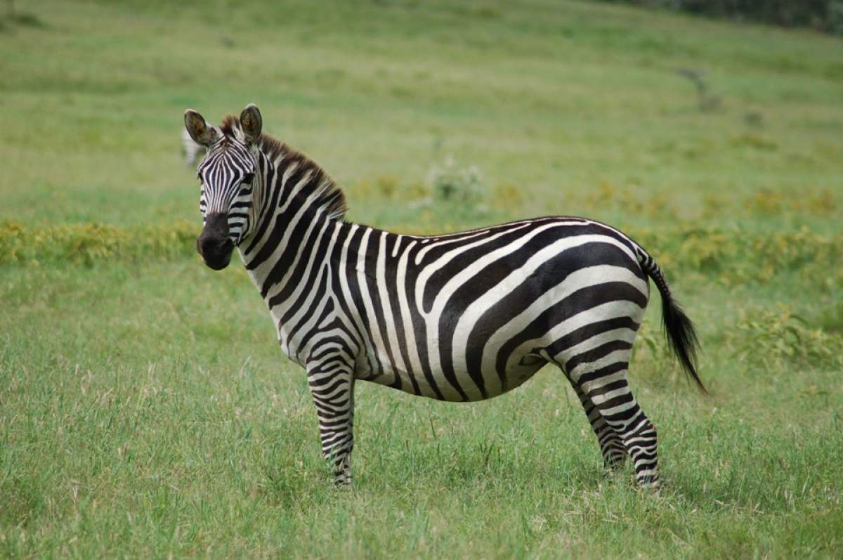 Tragedie la o grădină zoologică! O zebră s-a înecat în heleşteu!