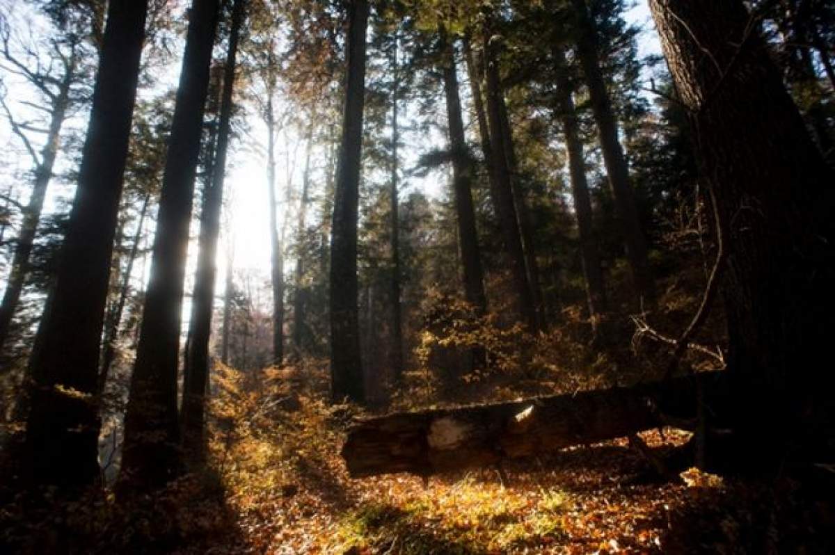 Scenariu de film! Un boschetar a găsit doi copii părăsiţi. Nu ai să ghiceşti niciodată ce a făcut cu ei