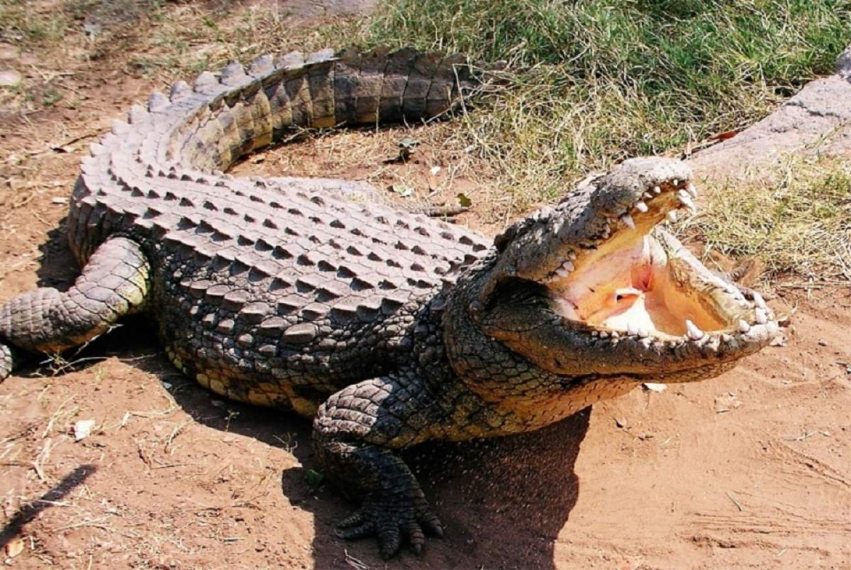 Uite ce vedetă a mâncat coadă de... crocodil!
