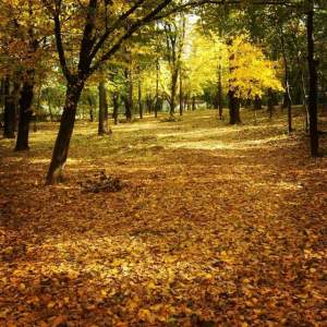 Daniel Buzdugan: "E foarte greu să alergi printre copaci care fac streaptease"