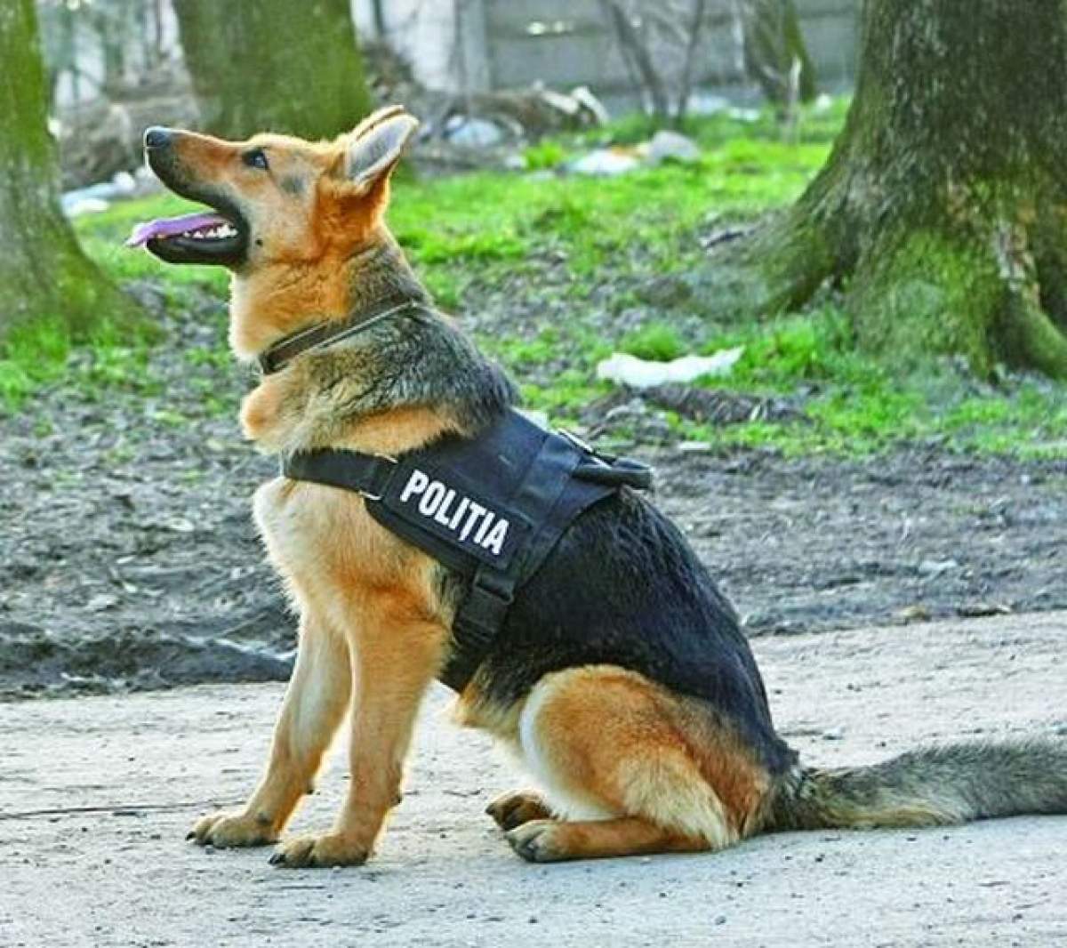 Un câine a fost arestat! Oare ce i-a făcut pe oamenii legii să recurgă la acest gest?