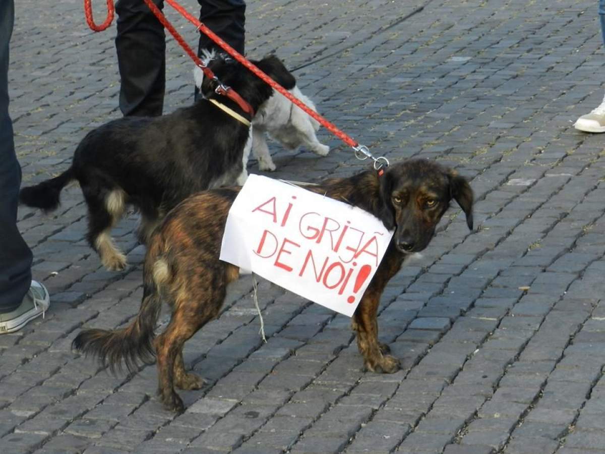Protest la Milano faţă de legea eutanasierii maidanezilor adoptată în România