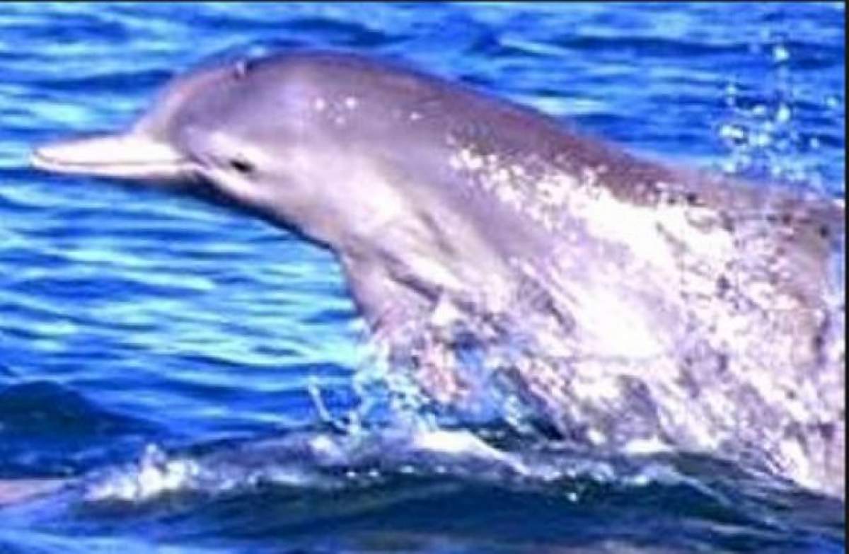 Descoperire senzaţională! Delfinii cu cocoaşă chiar există!