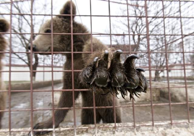 VIDEO A uitat de Baloo! Sile Cămătaru a lăsat urşii familiei de izbelişte