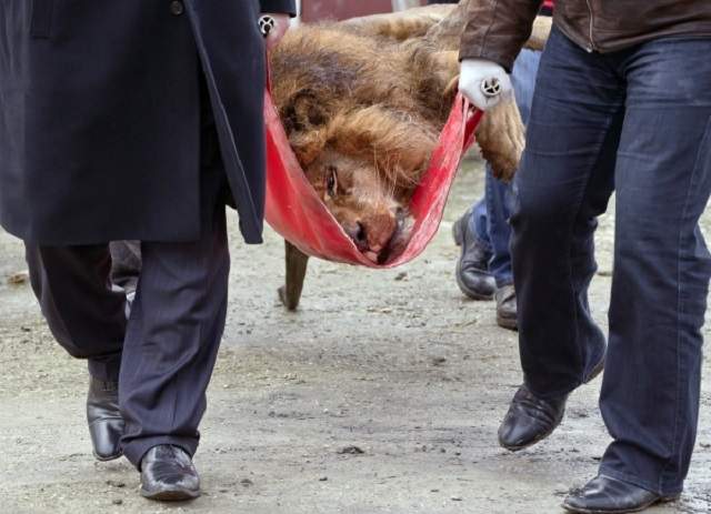 VIDEO A uitat de Baloo! Sile Cămătaru a lăsat urşii familiei de izbelişte