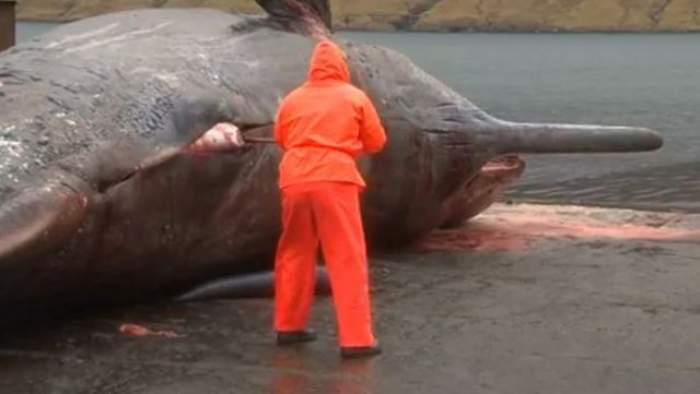 VIDEO Au găsit o balenă moartă pe mal! Ce s-a întâmplat când au spintecat-o pe burtă te va şoca