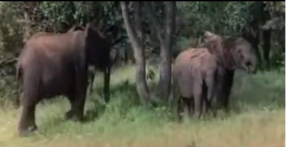 Ştiai că există un fruct care te îmbată imediat? Animalele din Africa sunt "topite" după el \  VIDEO