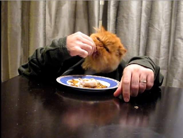 VIDEO Mâţa care mănâncă cu mânuţa! Se descurcă incredibil de bine!