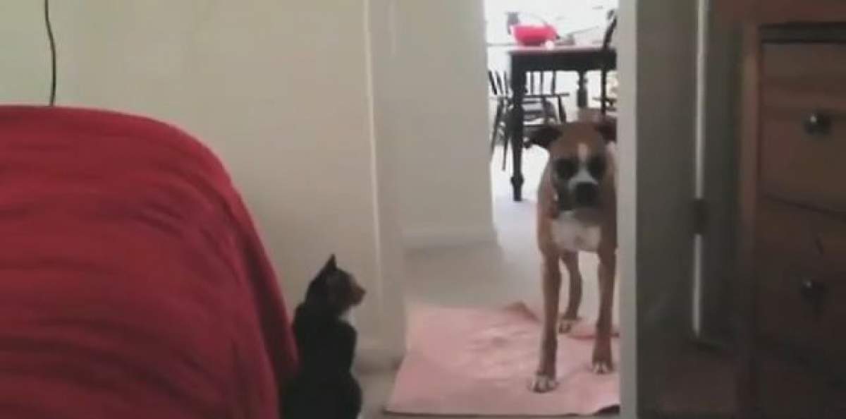 VIDEO Ăştia-s clar cei mai fricoşi câini din lume! Reacţia lor e de tot râsul când dau nas în nas cu o pisică