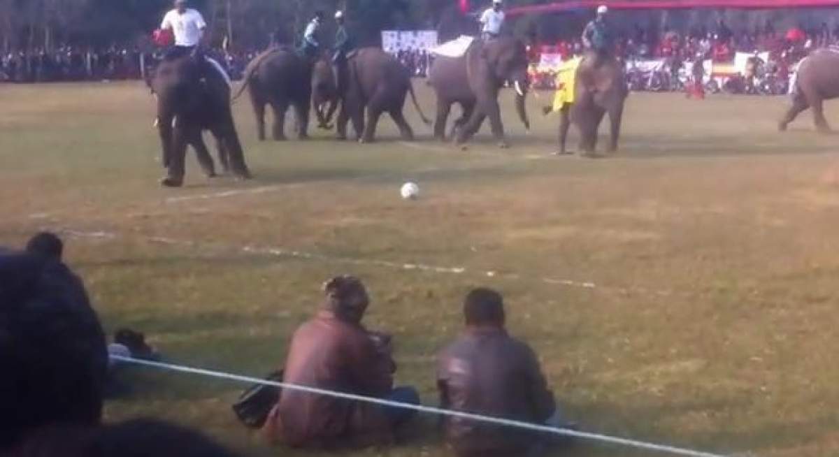 VIDEO Cu siguranţă nu ai mai văzut aşa ceva! Uite cum arată un meci de fotbal între elefanţi!