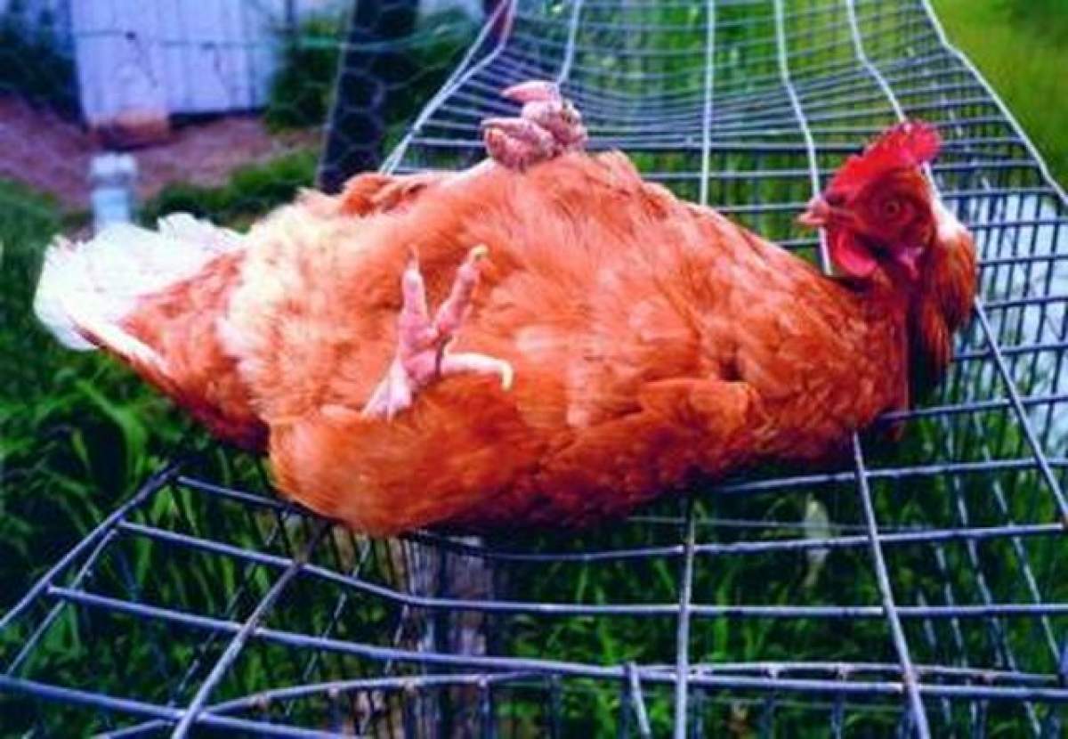 A fost detectat un caz de gripă aviară! Autorităţile au instituit măsuri speciale