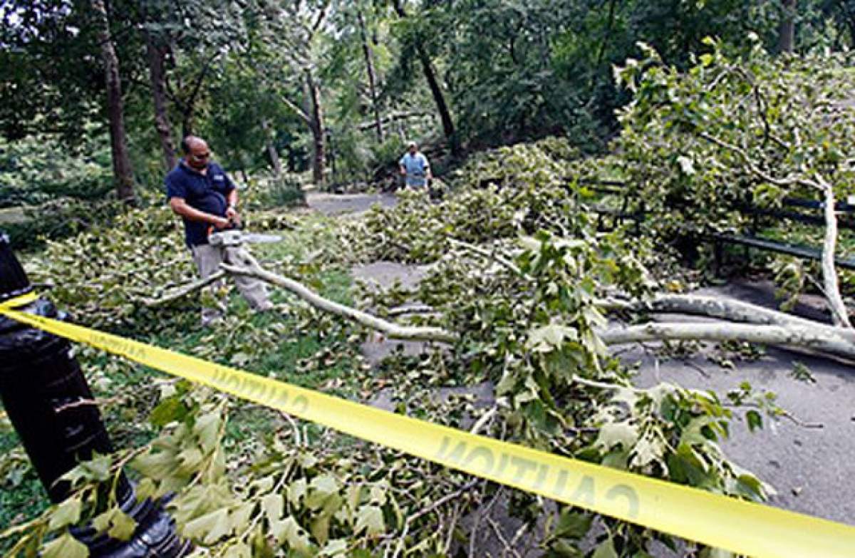 Două persoane au murit după ce un copac a căzut peste ele! Vezi cum s-a întâmplat
