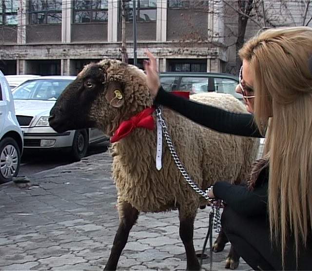 Bate oaia să priceapă capra! O vedetă din România plimbă o mioară prin Bucureşti! Foto ANTOLOGIC