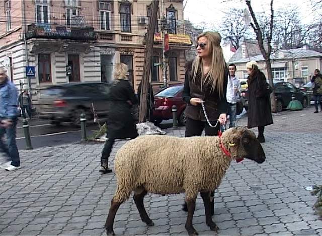 Bate oaia să priceapă capra! O vedetă din România plimbă o mioară prin Bucureşti! Foto ANTOLOGIC