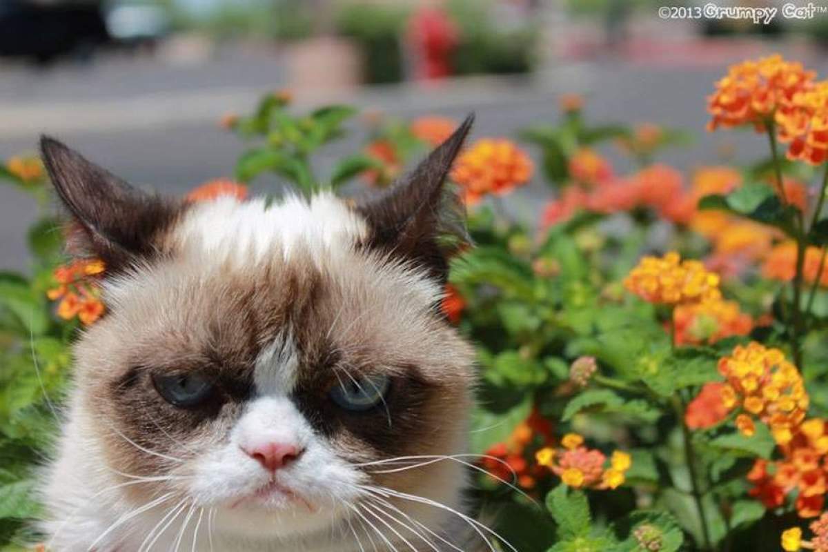 Vă place Grumpy Cat? Pisica-senzaţie de pe Internet a primit, în sfârşit, ceea ce merită / Video