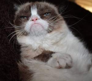 Vă place Grumpy Cat? Pisica-senzaţie de pe Internet a primit, în sfârşit, ceea ce merită / Video