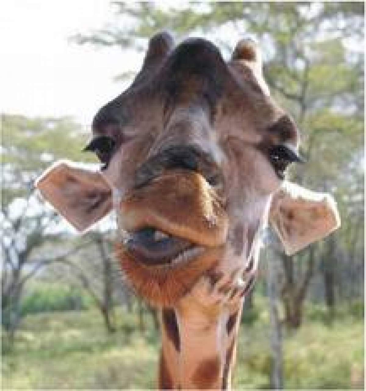 Au dat nas în nas cu girafa, iar ce a urmat e foarte tare! / Video