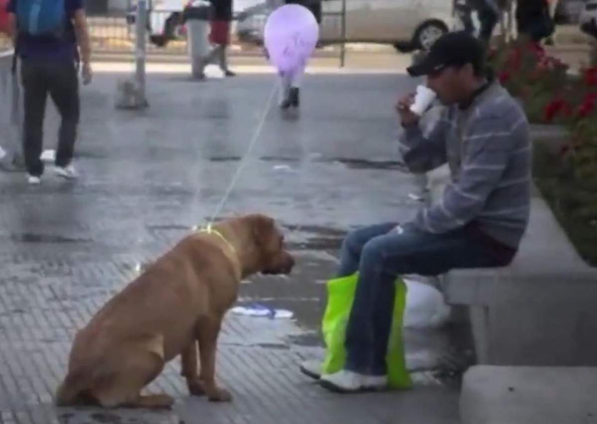 Trebuie să vezi această idee inedită!  Baloane, câini şi o campanie care te va emoţiona! / Video