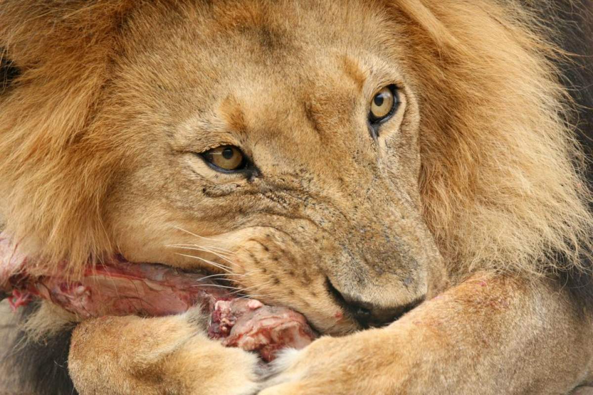 O adolescentă a fost atacată de un leu la grădina zoologică. Motivul este incredibil! / Foto&Video