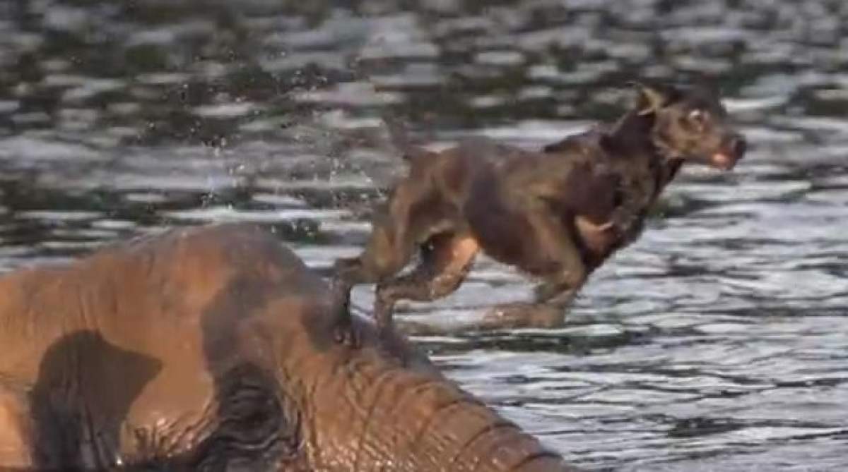 Cât de emoţionant! Un câine şi un elefant sunt cei mai buni prieteni! Vezi cum se distrează ce doi în apă! / Video
