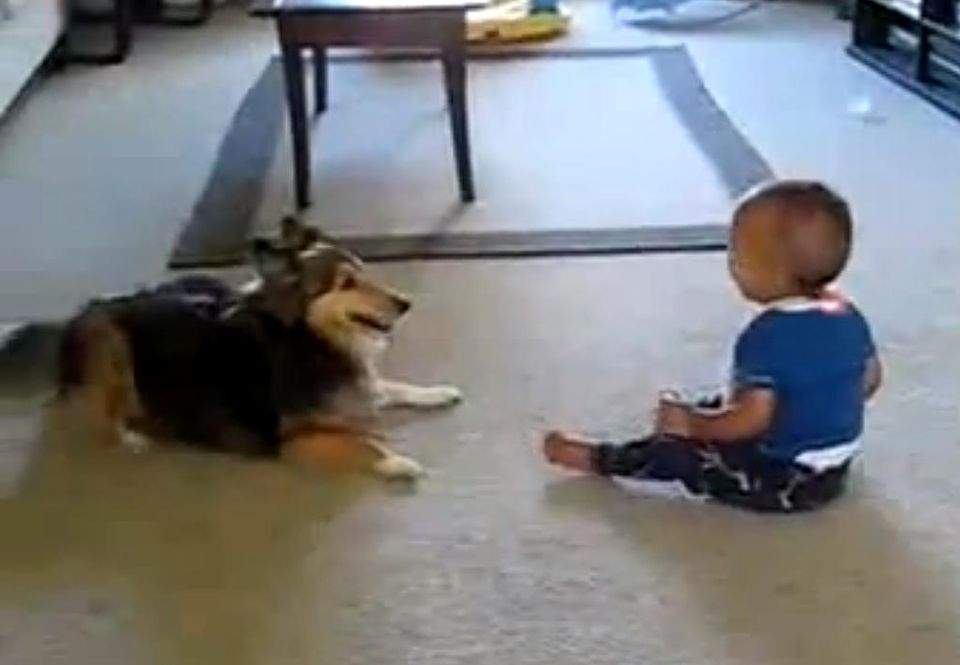 Trebuie să vezi cel mai haios filmuleţ! Un câine face un bebeluş să râdă până la epuizare! / Video