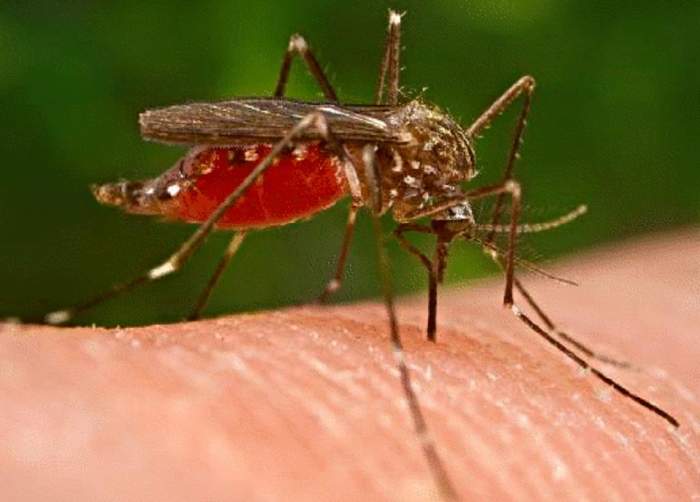 Atenţie la ţânţari! Medicii alertează că virusul ucigaş West Nile se întoarce!
