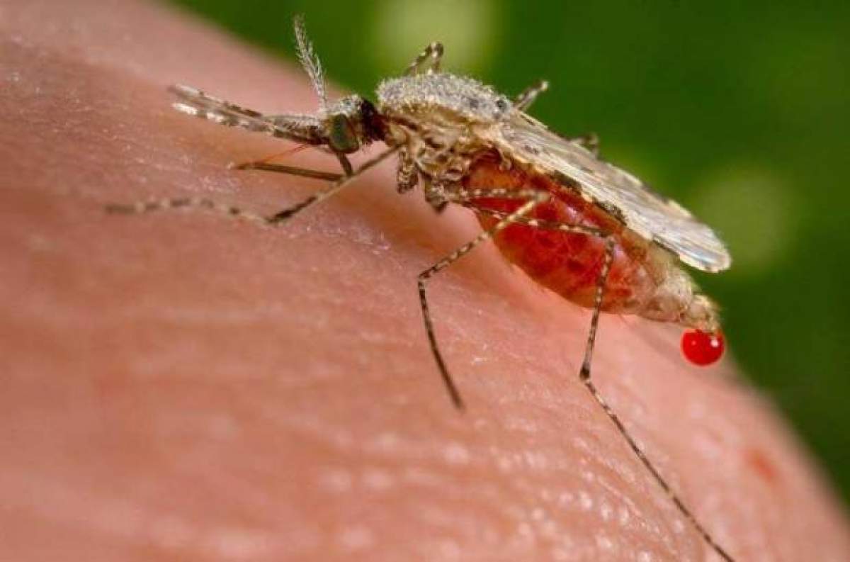 Un bărbat din România a adus malaria în ţară după ce s-a întors din Africa! Vezi ce s-a întâmplat!