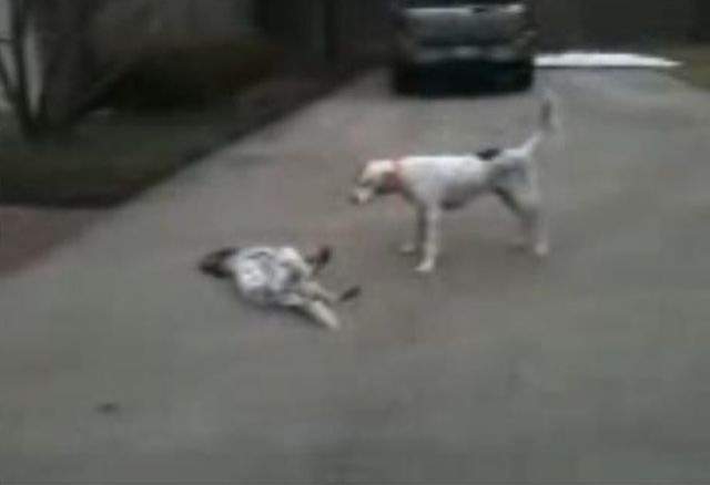 Atenţie, râzi cu lacrimi! Un câine îşi mimează moartea! / VIDEO