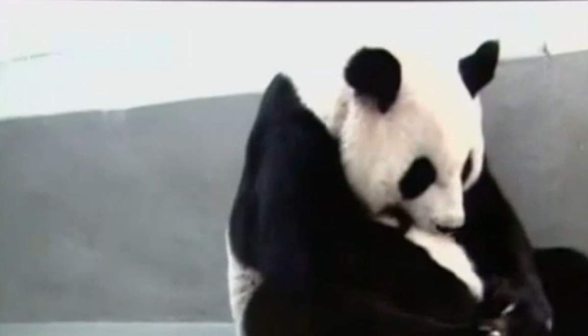 Mama e mamă! Un urs panda şi-a reîntâlnit puiul după o lună de zile! Cum a reacţionat mămica îţi va face pielea de găină/ Video emoţionant