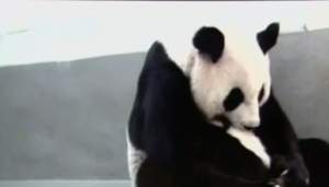Mama e mamă! Un urs panda şi-a reîntâlnit puiul după o lună de zile! Cum a reacţionat mămica îţi va face pielea de găină/ Video emoţionant