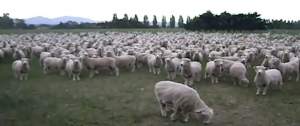 În Noua Zeelandă, până şi oile protestează!/ VIDEO FUNNY