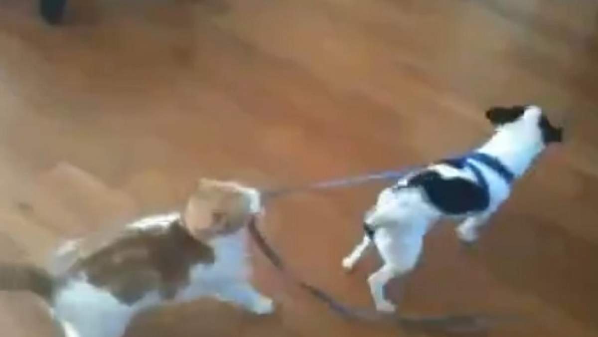 Trebuie să vezi asta! O pisică îi arată unui câine cine este şeful în casă! VIDEO AMUZANT!