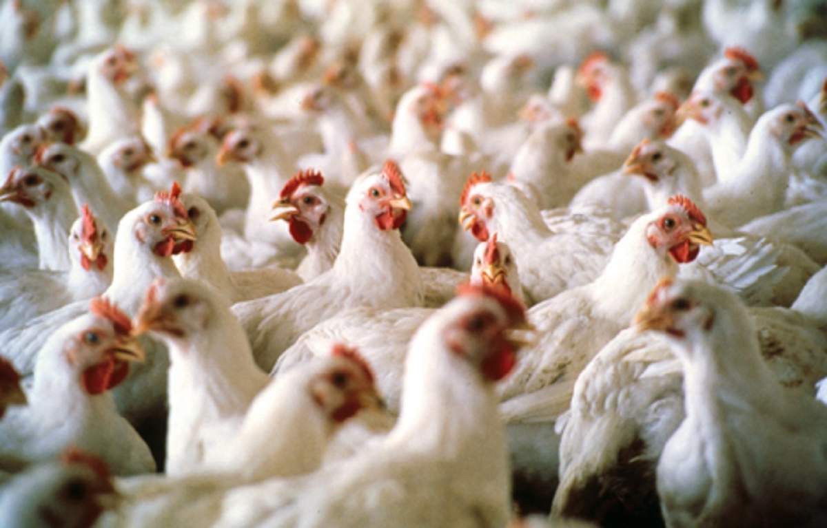 Contaminare cu Salmonella în Neamţ! Mii de găini vor fi ucise!