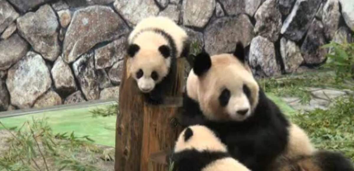 Uite cât de draguţ este acest panda CAFENIU / VIDEO
