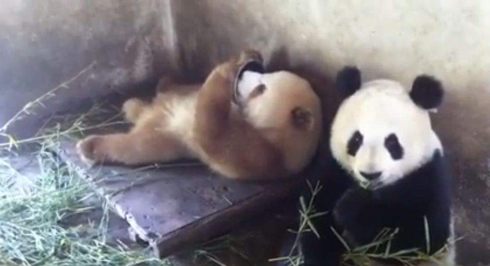 Uite cât de draguţ este acest panda CAFENIU / VIDEO