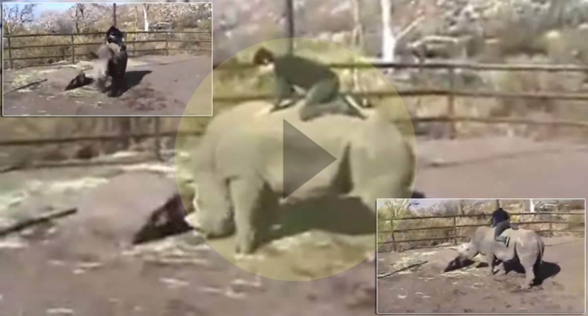 Un bărbat călăreşte un rinocer, iar prietenul lui se crede într-un film porno! / VIDEO INCREDIBIL