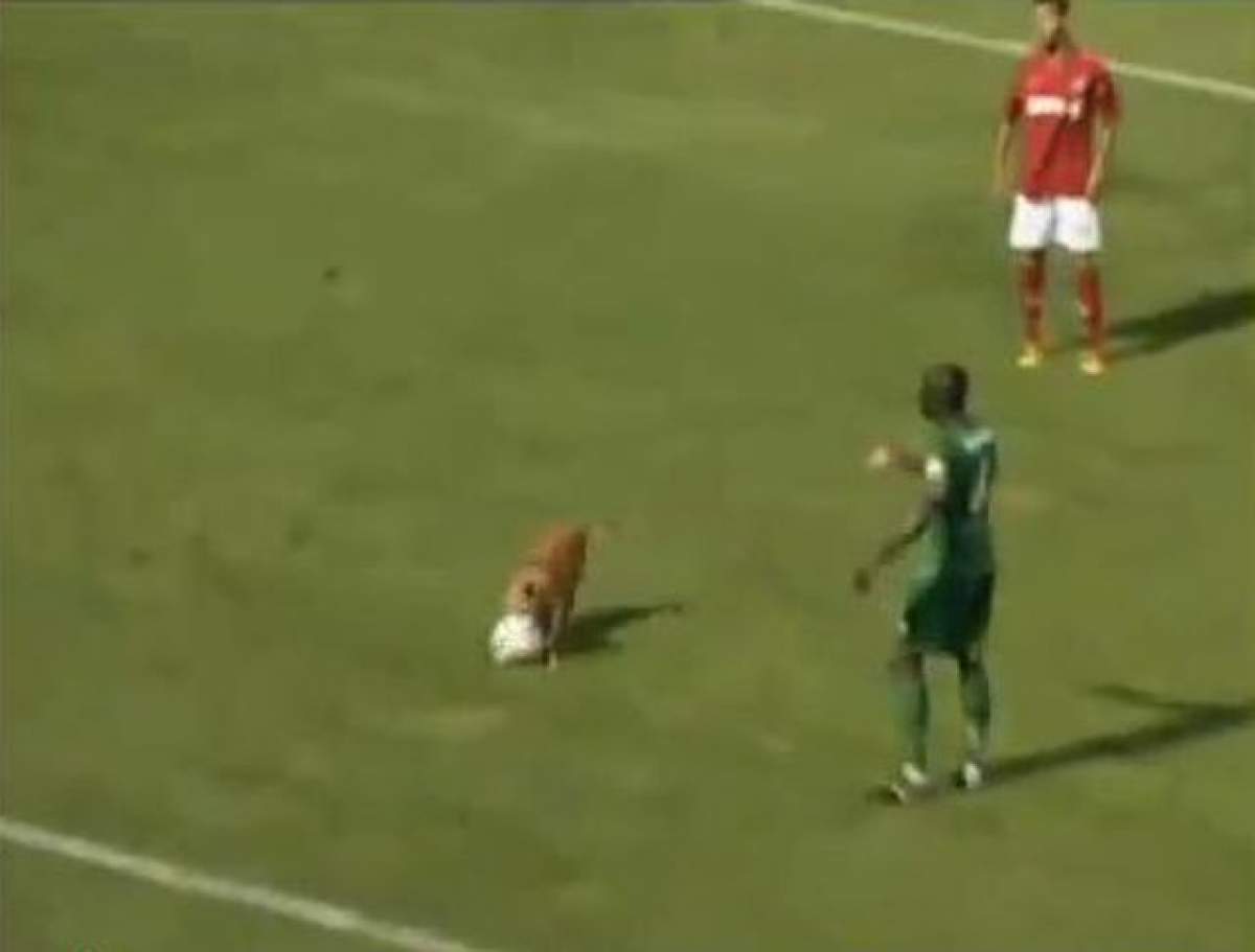 Trebuie să vezi asta! Un câine întrerupe un meci de fotbal! / VIDEO SUPER HAIOS