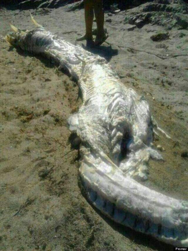 Monstrul de pe plajă! Oamenii au rămas împietriţi. Imagini şocante cu creatura
