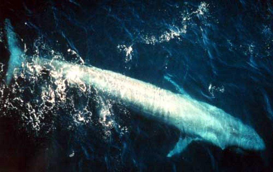 Ştiaţi că...limba unei balene albastre este mai grea decât un elefant la maturitate?