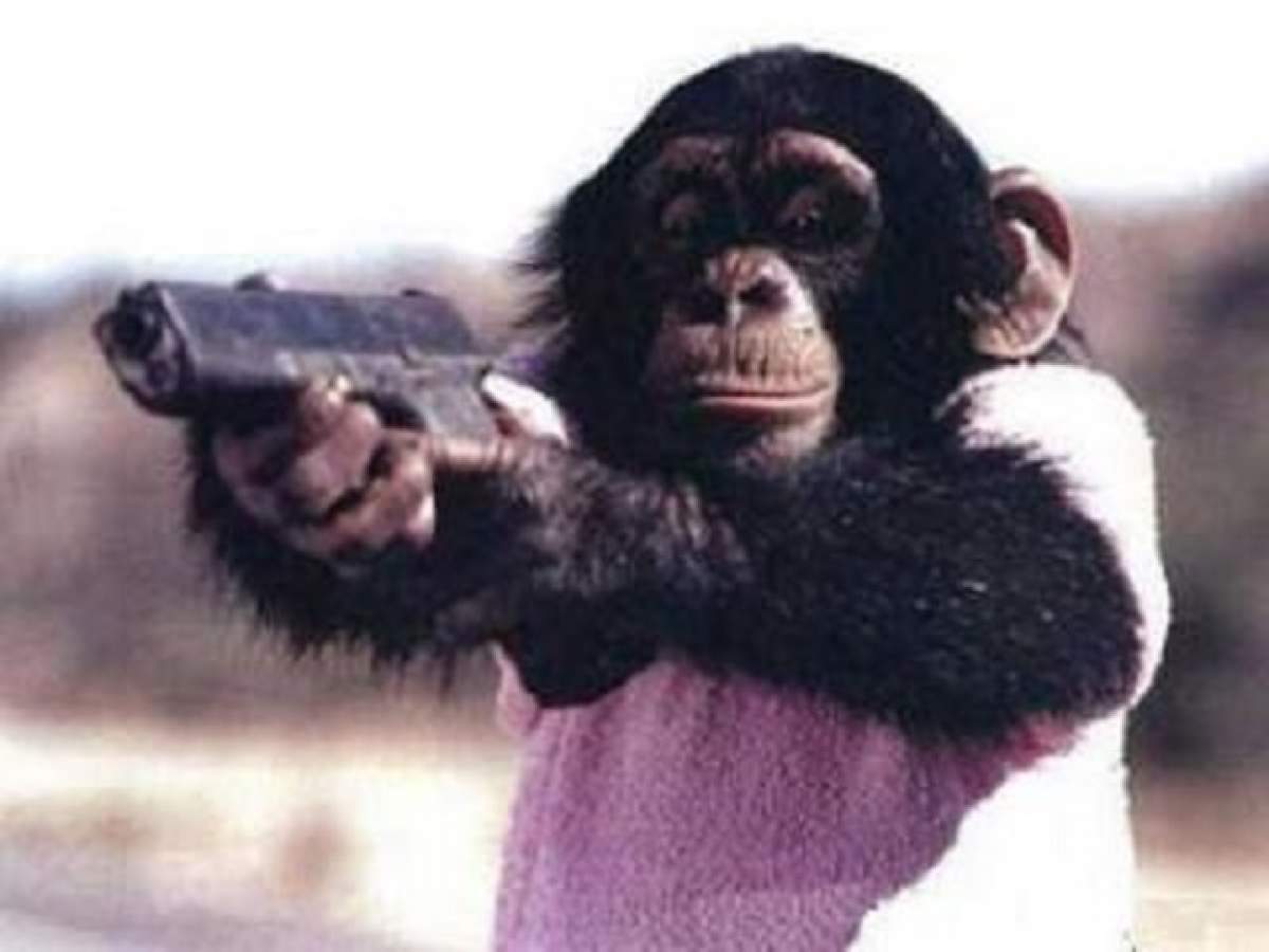 Şocant! Maimuţele au preluat controlul! Oamenii sunt atacaţi de babuini în propriile case! / Video