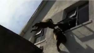 Şocant! Maimuţele au preluat controlul! Oamenii sunt atacaţi de babuini în propriile case! / Video