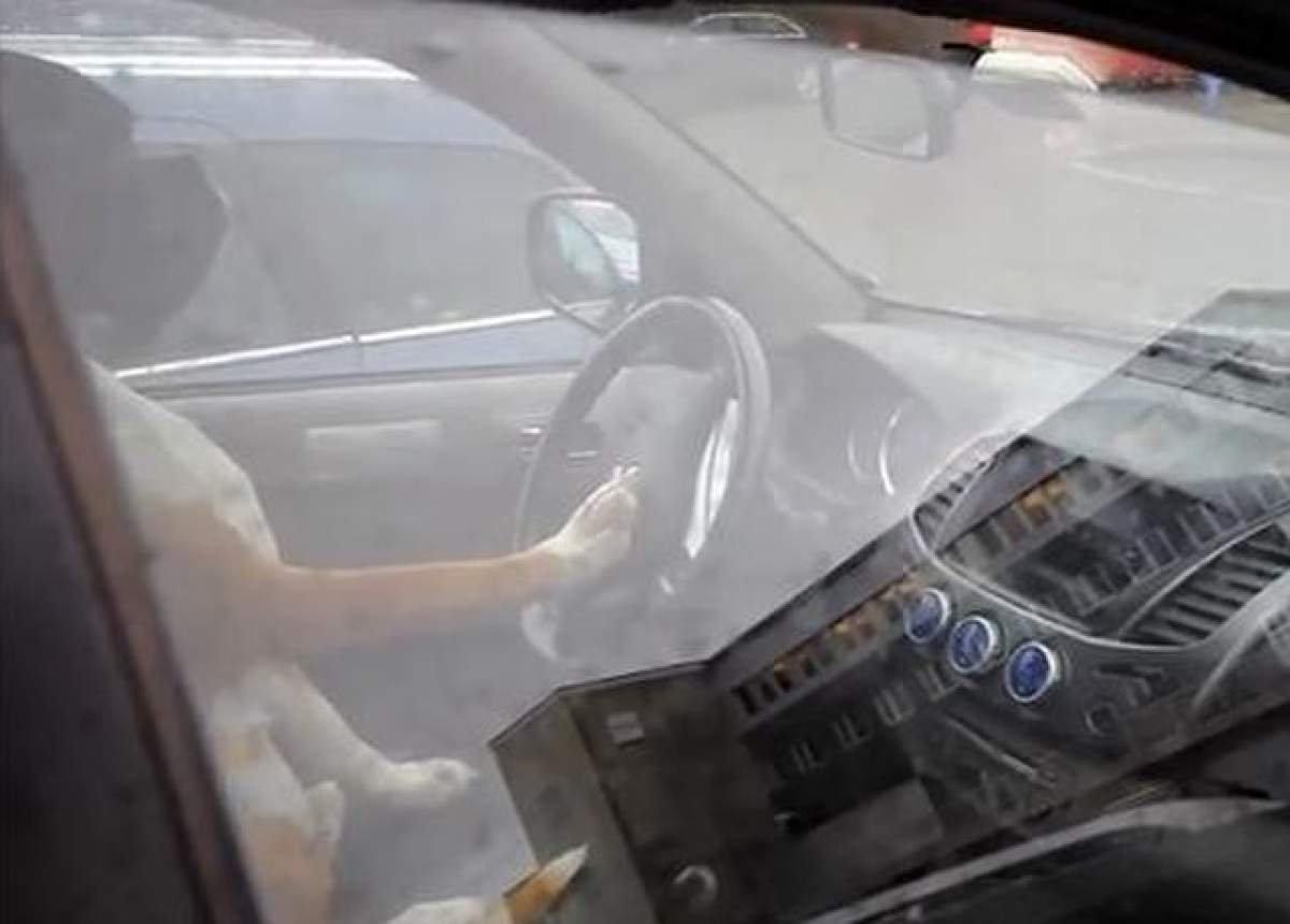 Un câine claxonează la volanul maşinii! / VIDEO ADORABIL!