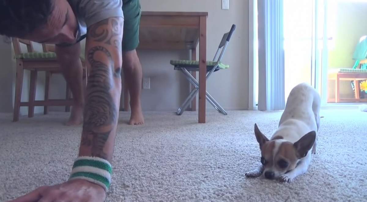 Credeai că le-ai vazut pe toate? Uite cum un câine chihuahua face yoga exact ca un om! /Video