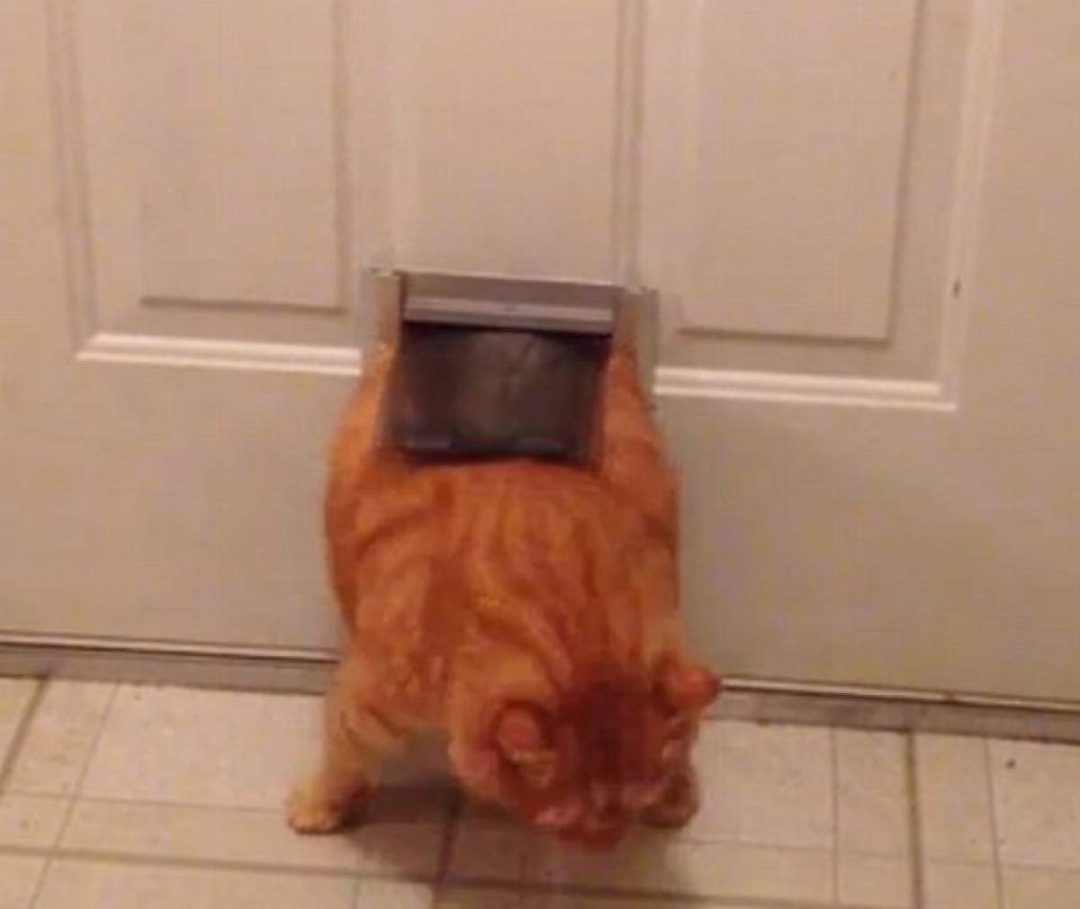 Trebuie să vezi asta! O pisică grasă încearcă să treacă printr-o uşă prea mică pentru ea! VIDEO HAIOS!