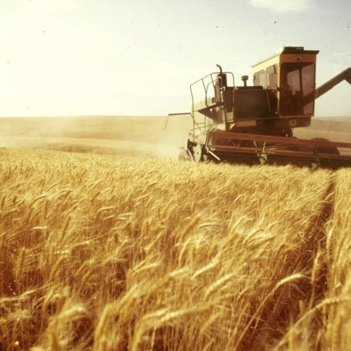 România are cea mai mare producţie de grâu din ultimii ani! Se va ieftini pâinea?