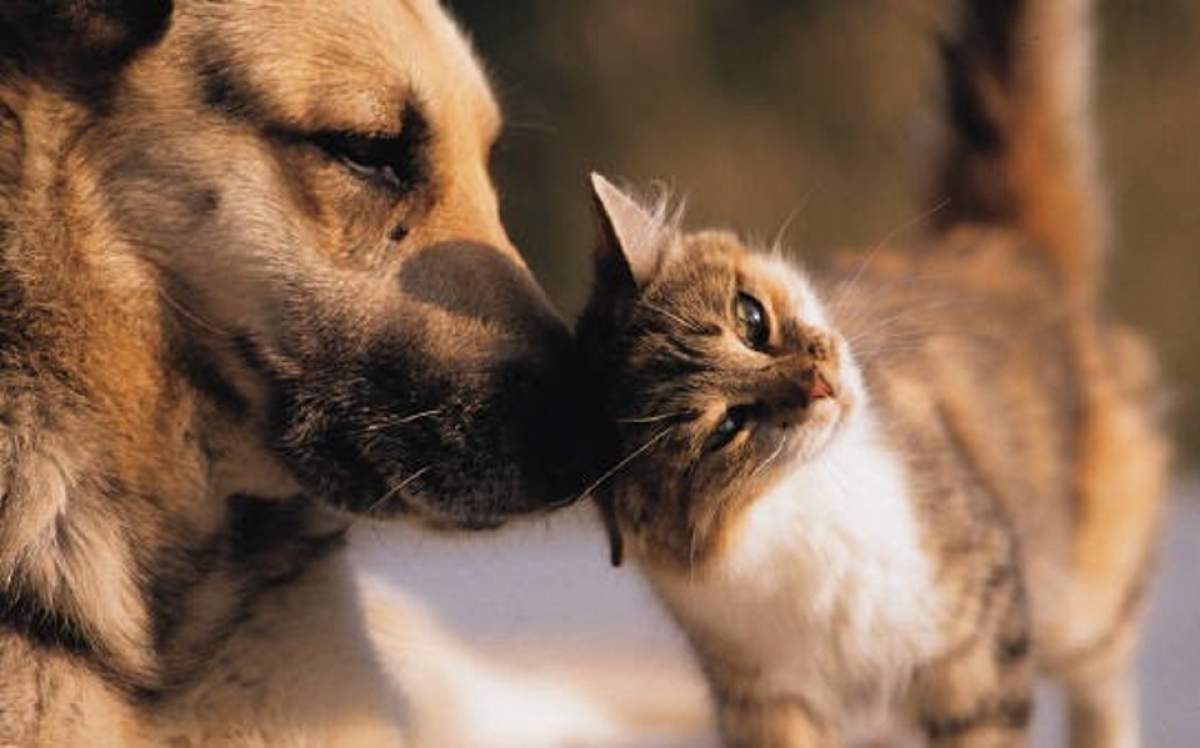 Cele mai inteligente animale. Află cine câştigă în duelul câine vs. pisică!