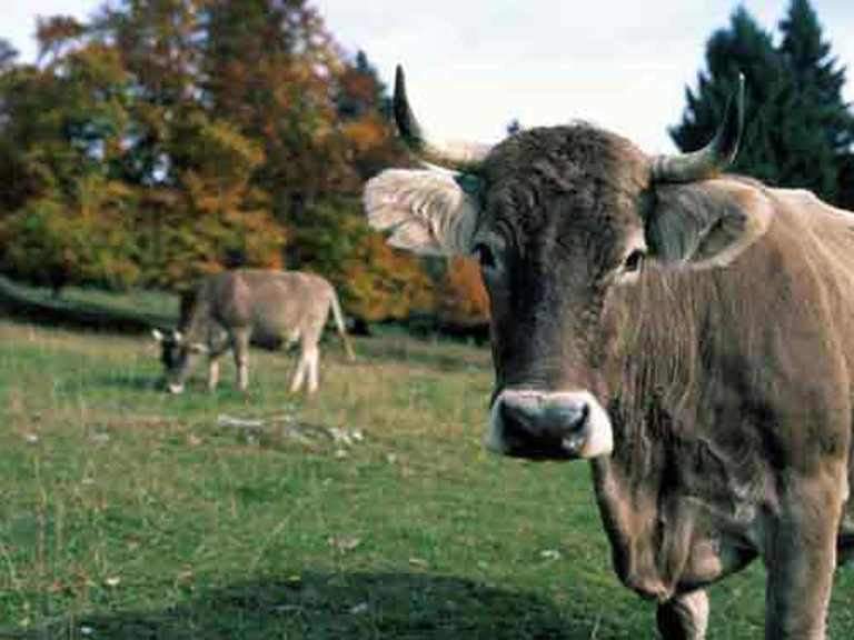 Cele mai inteligente animale. Află cine câştigă în duelul câine vs. pisică!