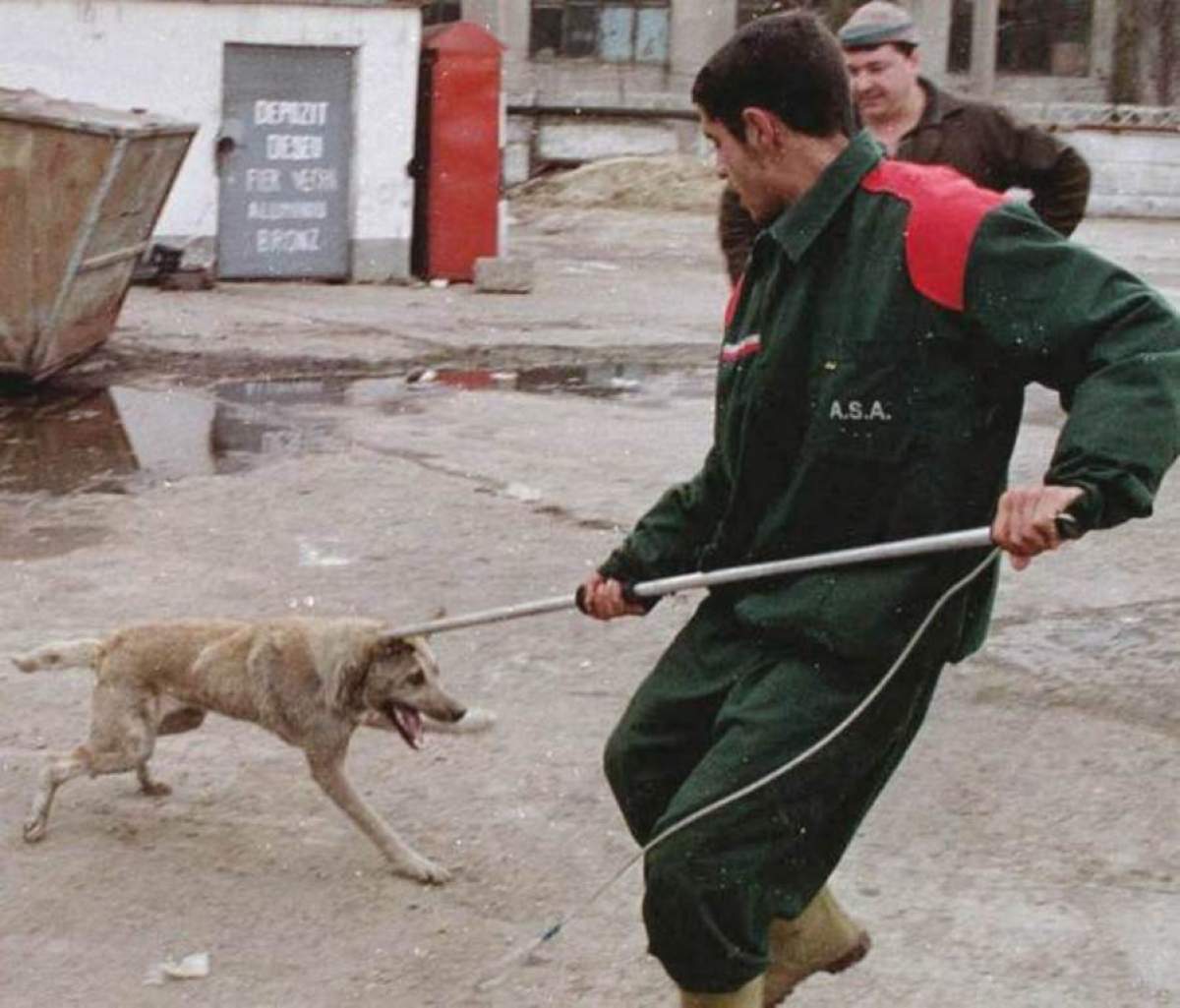 Culmea culmilor! O femeie a fost agresată de hingheri în timp ce îşi plimba câinele