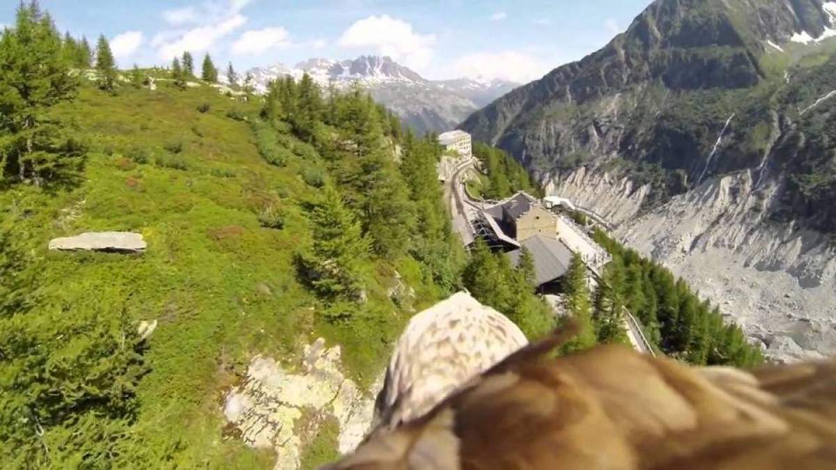 Viaţa văzută prin ochii unui vultur/ VIDEO